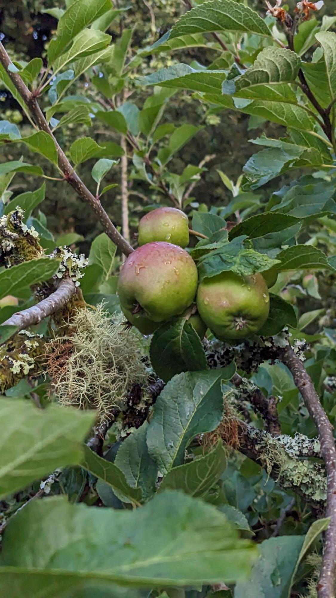 The Applehay Βίλα Constantine Εξωτερικό φωτογραφία